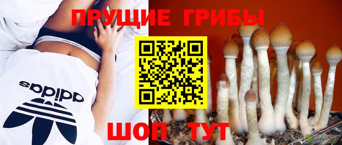 Вязьма  Псилоцибиновые грибы мицелий  где купить   Вход с VPN 